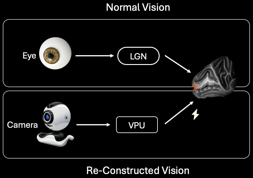 视觉重建新纪元：中国脑机接口首次为世界“添色”(图1)