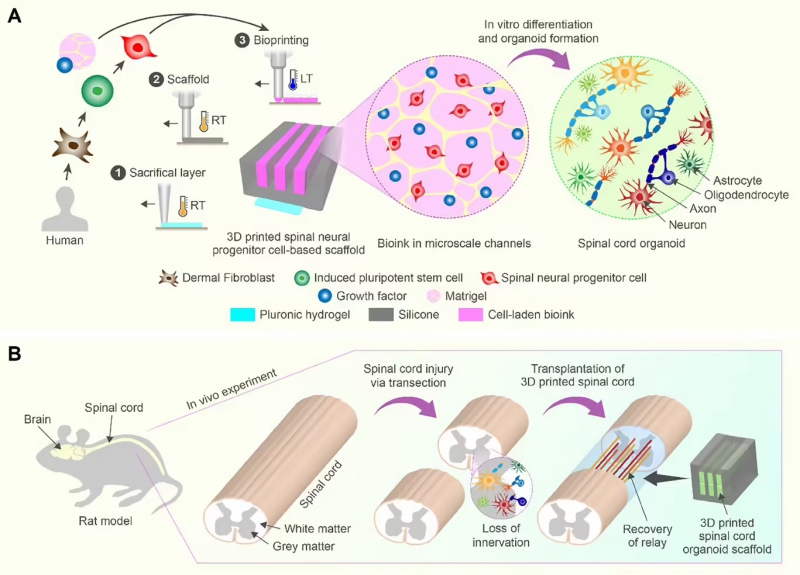 3D 打印技术有潜力让瘫痪者再次行走，已在大鼠上验证(图1)