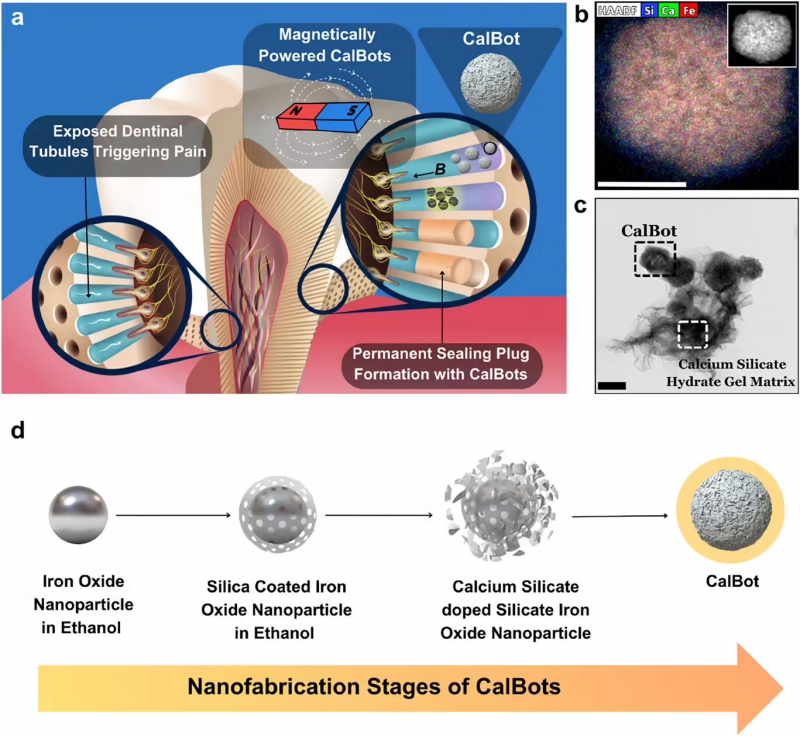 冷热酸甜随便吃：印度研发 400 纳米机器人，“钢铁防线”实现牙齿脱敏(图2)