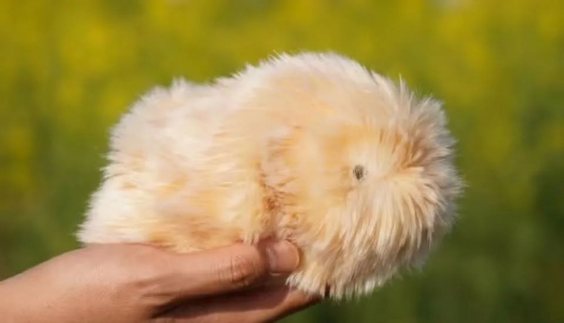 能认主、可养成独特性格，卡西欧AI宠物机器人Moflin日本销量超预期(图1)