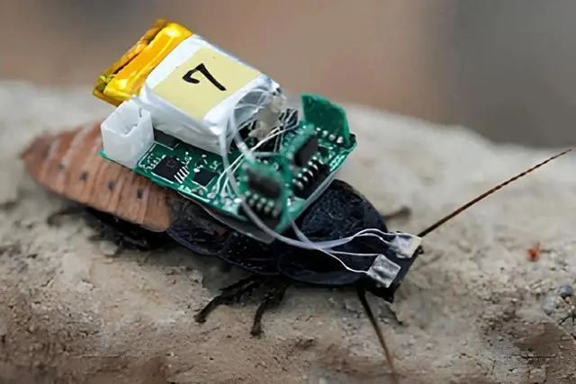 机器人蟑螂现在可以用紫外线护目镜来操控(图1)