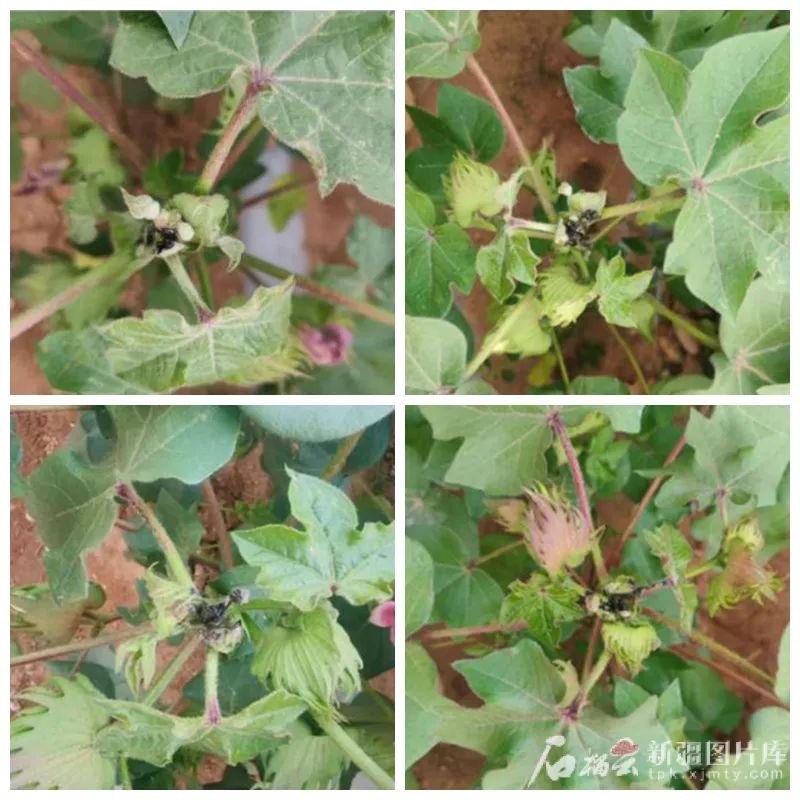 全球首款棉花激光打顶机器人!新疆制造!(图4) 全球首款棉花激光打顶机器人!新疆制造!(图4)