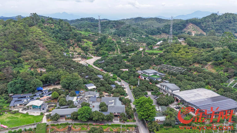 荔枝采摘机器人的背后:科技重塑荔枝产业的经济逻辑 荔枝采摘机器人的背后:科技重塑荔枝产业的经济逻辑(图1)