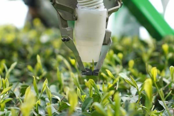 重庆邮电大学研发采茶机器人,2秒摘一叶,精准高效解行业之痛 重庆邮电大学研发采茶机器人,2秒摘一叶,精准高效解行业之痛(图1)