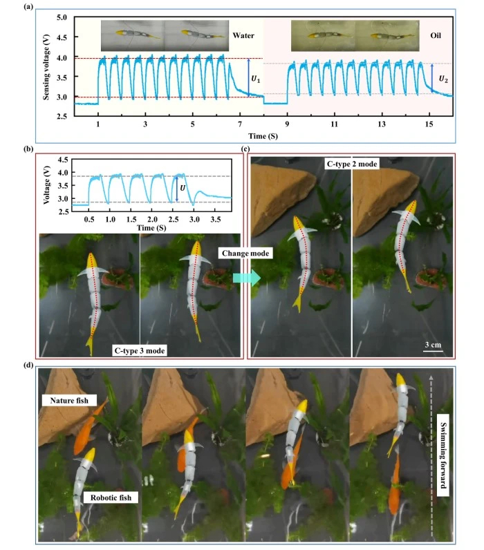 沈阳自动化所水下仿生游动机器人研究取得进展(图2)