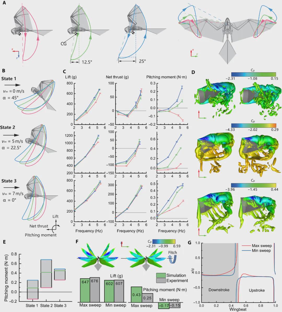 《Science Advances》发表！西工大顶刊发布可重构机翼驱动方案，实现让扑翼机器人真正像鸟一样起飞、飞行！(图4)