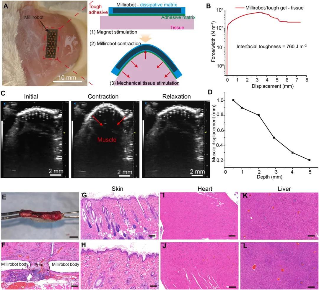 细胞快递员兼私人教练？浙大等团队打造会健身的生物混合软体微型机器人(图9)
