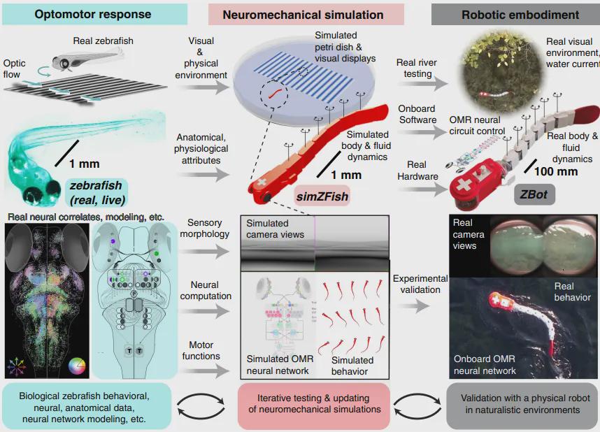 Sci.Rob.最新封面！EPFL造出复现斑马鱼视动反应的仿生机器鱼(图2)