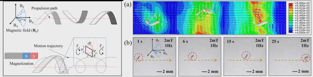 受海洋蛞蝓启发的微型“变形金刚”？北理工团队TRO发表双稳态软体微机器人，实现复杂狭缝地形自由穿梭！(图8)