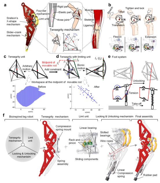  摆脱关节电机依赖！长春工业大学研究团队提出新型仿生腿式机器人，实现无电机膝关节切换！(图2)