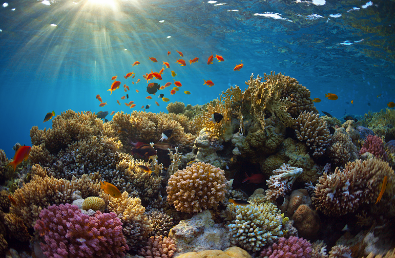 Science Advances发表！北卡罗来纳州立大学×弗吉尼亚大学推出单稳态扑翼软体游泳机器人，实现高速多模态水面水下机动！(图2)