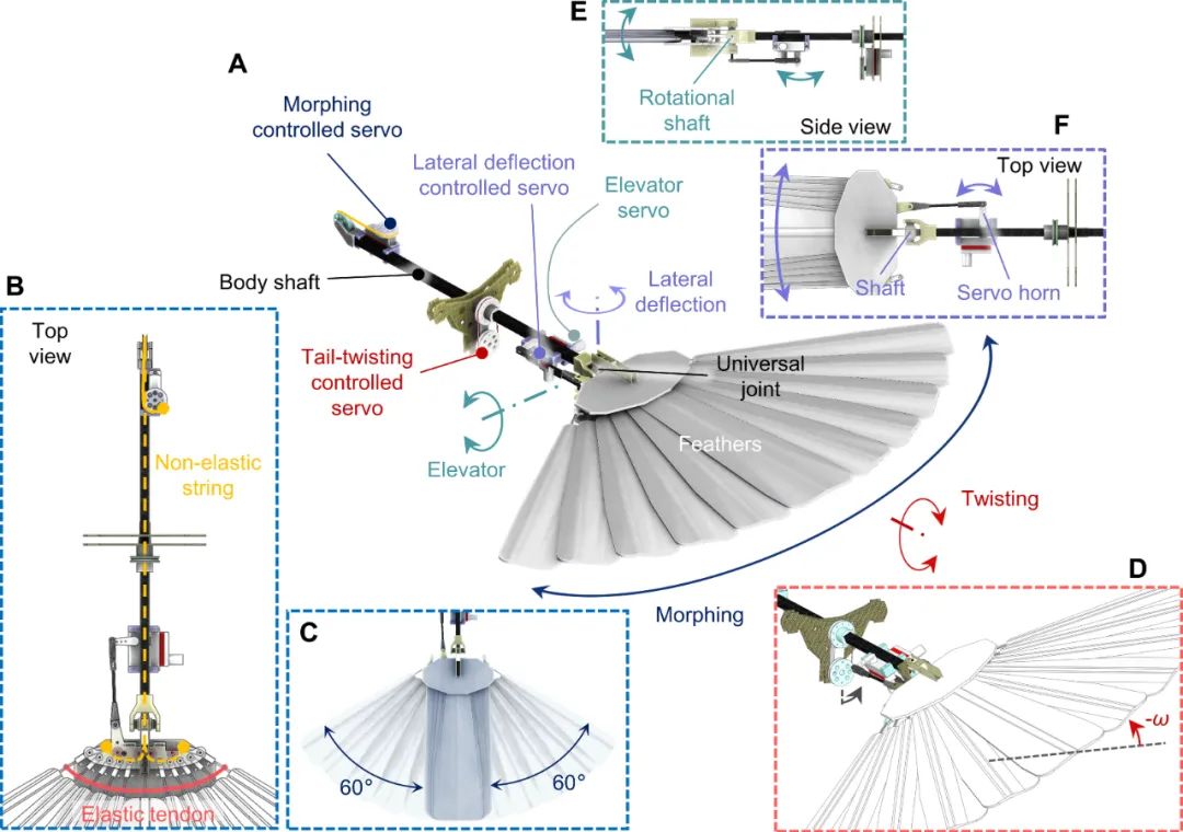 Science Robotics发表！洛桑联邦理工学院研究团队推出羽毛无人机LisRaptor，实现翅膀与尾翼双变形！(图5)