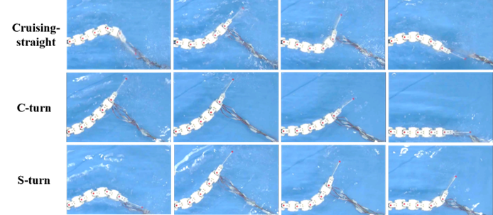 华南理工团队发布可指导仿生机器鱼步态设计的多模态统一运动学模型(图1)