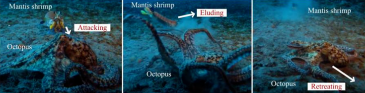 顶刊发表！浙江理工仿螳螂虾机器人最大游速0.28 m/s，最小转弯半径0.36 m(图2)