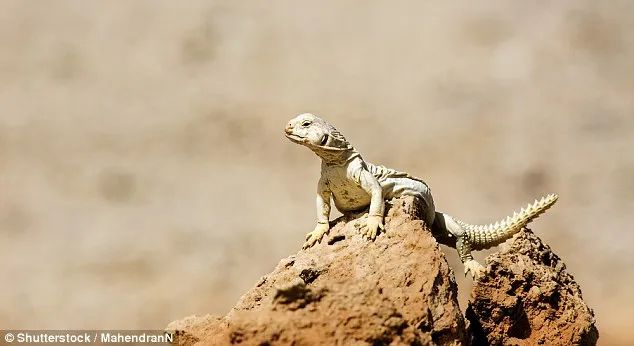 爬上火星的蜥蜴！南航仿生机器人可适应复杂地表，助力火星探索(图1)